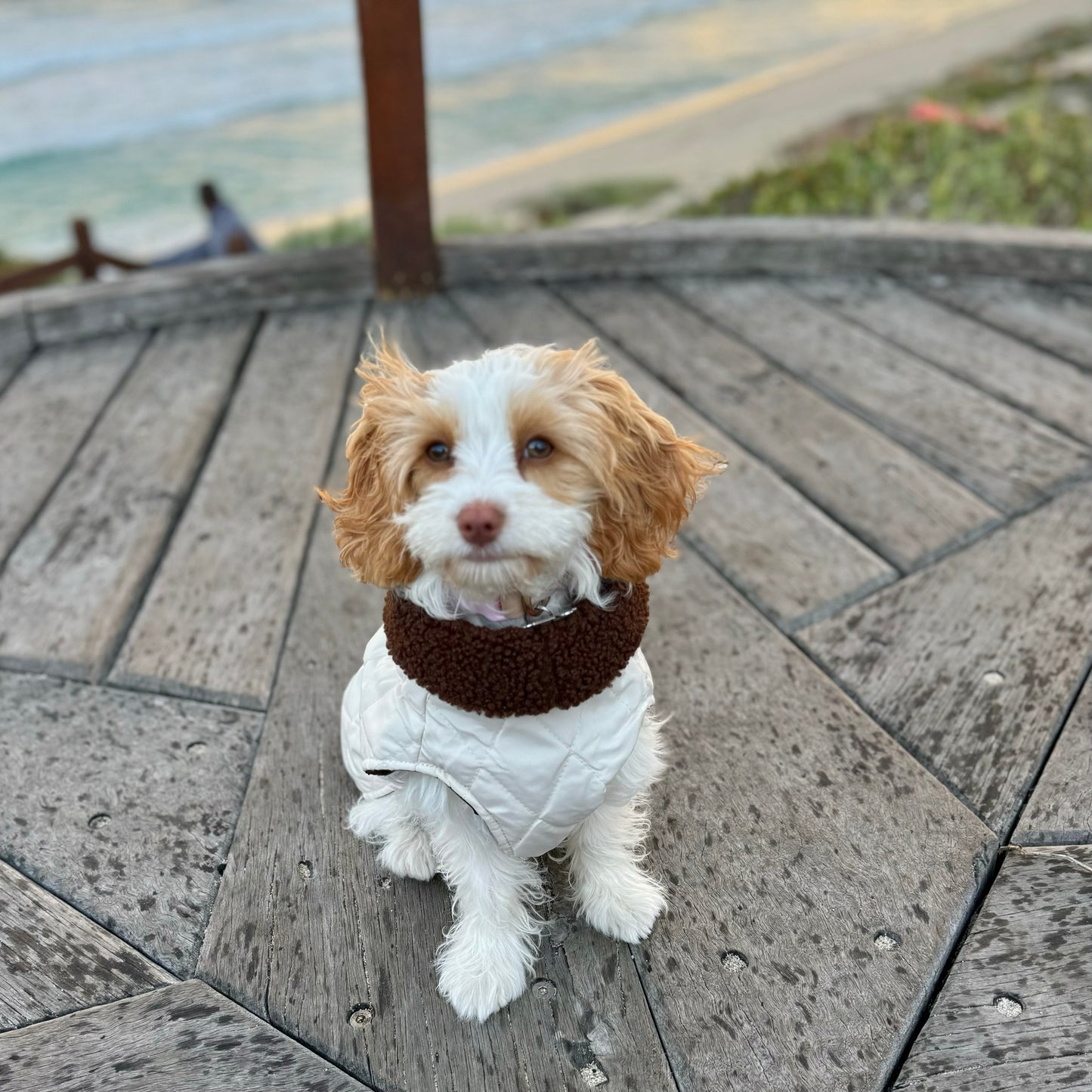 Silky Snugs Satin Lined Dog Jacket
